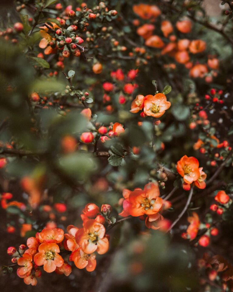 photography of orange flowers